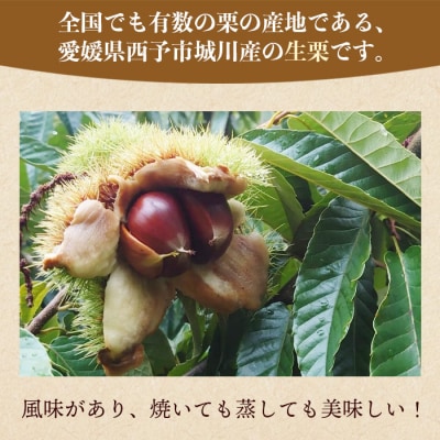 西予市城川産　大きな生栗　サイズ3L　2kg(化粧箱入)