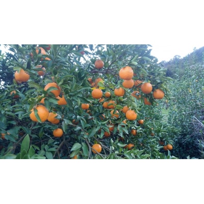 安樹屋　愛媛県明浜産　ポンカン　5kg(家庭用)