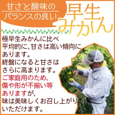安樹屋　愛媛県明浜産　温州みかん(早生) 10kg(家庭用)