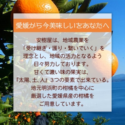 安樹屋　愛媛県明浜産　温州みかん(早生) 10kg(家庭用)