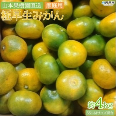 極早生みかん 4kg(家庭用) 果物 フルーツ みかん おいしい 愛媛 えひめ