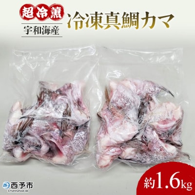 <異次元の鮮度!宇和海産『超冷薫』冷凍真鯛カマ　約1.6kg>　タイ　かま　海産　魚介　鯛めし