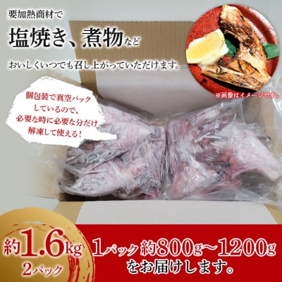 <異次元の鮮度!宇和海産『超冷薫』冷凍真鯛カマ　約1.6kg>　タイ　かま　海産　魚介　鯛めし