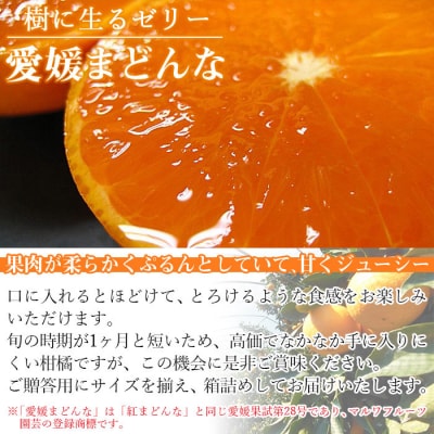 愛媛まどんな　贈答用　2.5kg