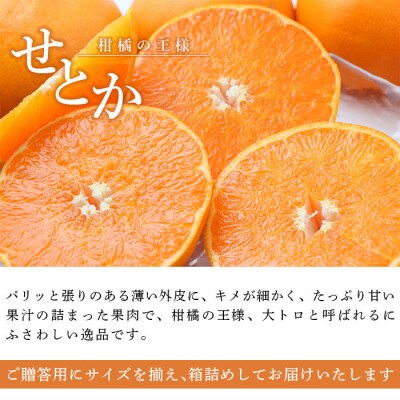 せとか  贈答用　果物 フルーツ くだもの みかん ミカン 蜜柑 セトカ　宇都宮物産