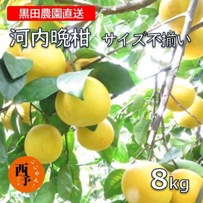 黒田農園直送　西宇和産河内晩柑　8kg(サイズ不揃い)