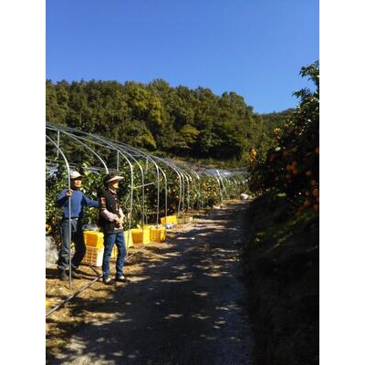 三好農園直送　愛媛県西予市産　贅沢柑橘「まどんな」　家庭用(ギフト箱12～15個入)