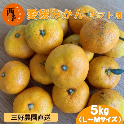 三好農園直送　西予市産　愛媛みかん　5kg　ギフト用(L～Mサイズ)