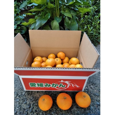 三好農園直送　西予市産　愛媛みかん　5kg　ギフト用(L～Mサイズ)