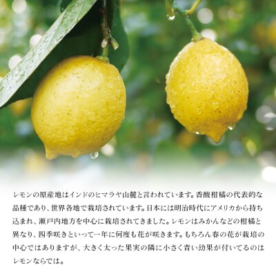 【先行予約】<無茶々園のレモン 約3kg+レモンの本>　柑橘　酸味　果物　愛媛