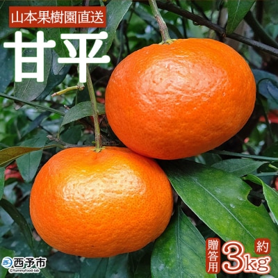 山本果樹園直送　甘平　約3kg(贈答用)