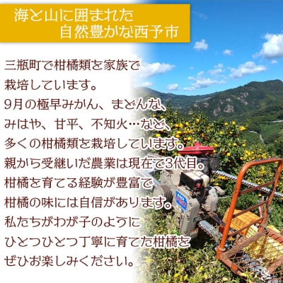 山本果樹園直送　甘平　約3kg(贈答用)
