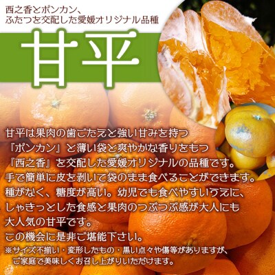 山本果樹園直送　愛媛県西予市三瓶産　甘平　約4kg(家庭用)