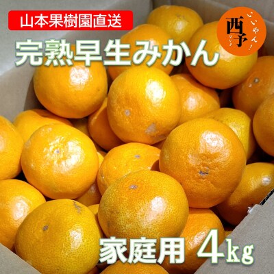 山本果樹園直送　完熟早生みかん　4kg(家庭用)