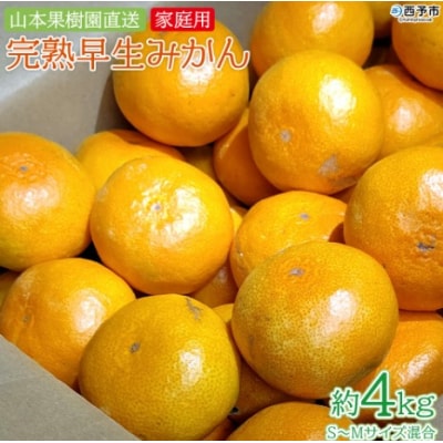 山本果樹園直送　完熟早生みかん　4kg(家庭用)