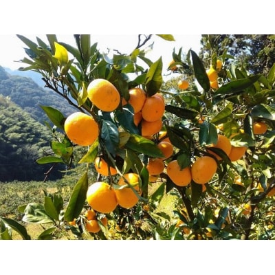 山本果樹園直送　完熟早生みかん　4kg(家庭用)
