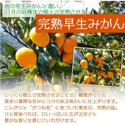 山本果樹園直送　完熟早生みかん　4kg(家庭用)