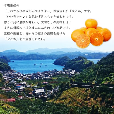愛媛県明浜産 せとか(1kg)