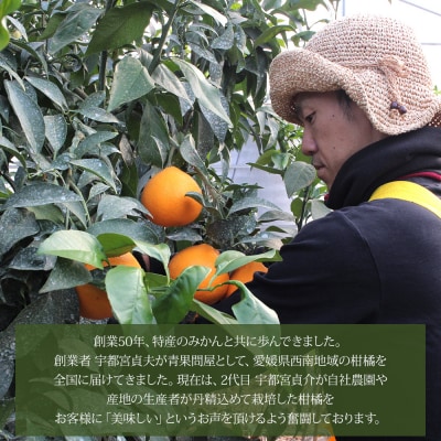 <木成り ジューシーゴールド(河内晩柑)ご家庭用 約4kg(S～2L混合)> 訳あり