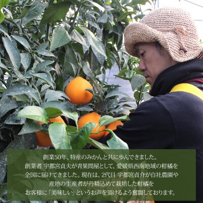 <木成り ジューシーゴールド(河内晩柑)ご家庭用 約6kg(S～2L混合)