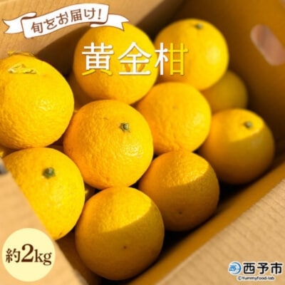 【先行受付】<旬をお届け　黄金柑 約2kg> みかん ミカン 蜜柑 果物 柑橘類 果実 オレンジ