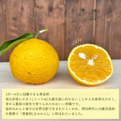 【先行受付】<旬をお届け　黄金柑 約2kg> みかん ミカン 蜜柑 果物 柑橘類 果実 オレンジ