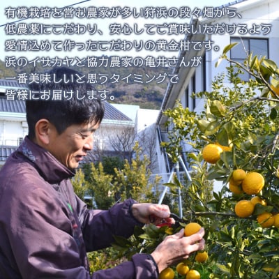 【先行受付】<旬をお届け　黄金柑 約2kg> みかん ミカン 蜜柑 果物 柑橘類 果実 オレンジ