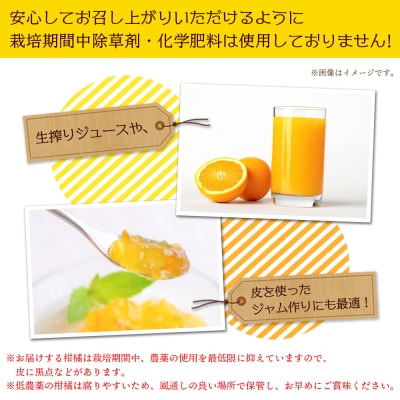 【先行受付】<旬をお届け　黄金柑 約2kg> みかん ミカン 蜜柑 果物 柑橘類 果実 オレンジ