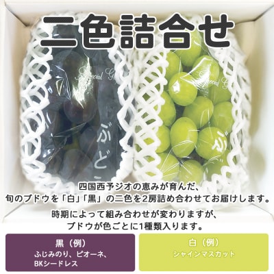 <旬のブドウ 西予市産 二色詰合せセット 約1kg>