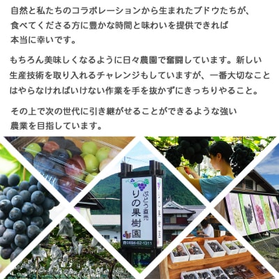 <旬のブドウ 西予市産 二色詰合せセット 約1kg>
