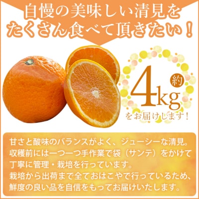 【先行受付】おはこやがつくる　清見　約4kg果物 フルーツ 柑橘 