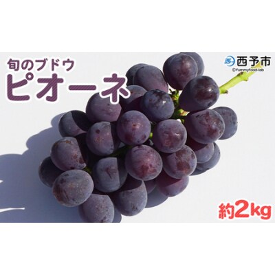 <旬のブドウ「ピオーネ」約2kg> 果物 フルーツ ぶどう 葡萄 甘い おいしい 期間限定 季節限定