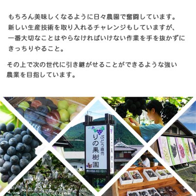 <旬のブドウ「ピオーネ」約2kg> 果物 フルーツ ぶどう 葡萄 甘い おいしい 期間限定 季節限定