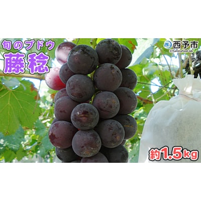 【先行受付】<旬のブドウ 西予市産 藤稔 約1.5kg> 選べる 果物 フルーツ ぶどう 