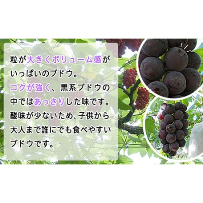 【先行受付】<旬のブドウ 西予市産 藤稔 約1.5kg> 選べる 果物 フルーツ ぶどう 