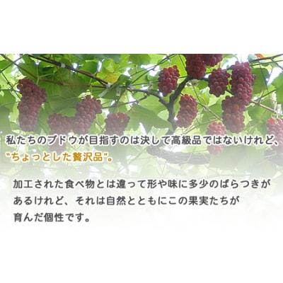 【先行受付】<旬のブドウ 西予市産 藤稔 約1.5kg> 選べる 果物 フルーツ ぶどう 