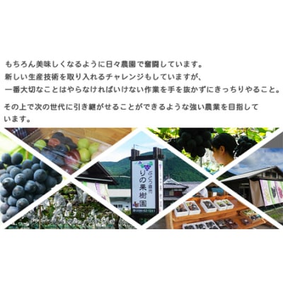 【先行受付】<旬のブドウ 西予市産 藤稔 約1.5kg> 選べる 果物 フルーツ ぶどう 