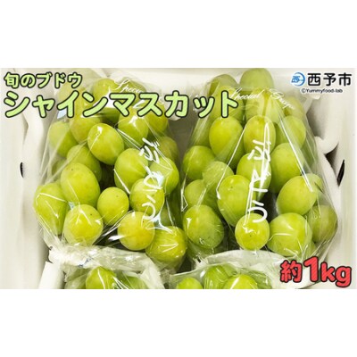 <旬のブドウ「シャインマスカット」約1kg> 果物 フルーツ ぶどう 葡萄 