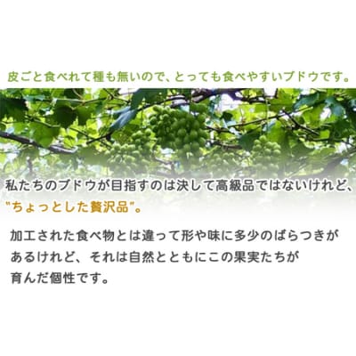 【先行受付】<旬のブドウ「シャインマスカット」約1kg> 果物 フルーツ ぶどう 葡萄 