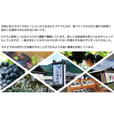 <旬のブドウ「シャインマスカット」約1kg> 果物 フルーツ ぶどう 葡萄 