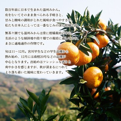 【先行受付】無茶々園の温州みかん　3kg 果物　みかん　おいしい　あまい