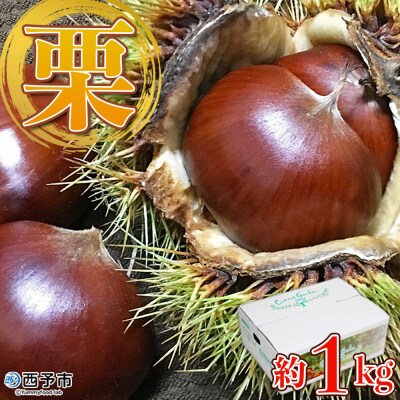 <栗 約1kg(2Lまたは3Lサイズ)愛媛県西予市産> クリ くり 果物 フルーツ 