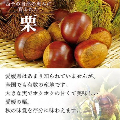 <栗 約1kg(2Lまたは3Lサイズ)愛媛県西予市産> クリ くり 果物 フルーツ 