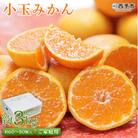 <愛媛県西予市産 小玉みかん ご家庭用 約3kg>  訳あり わけあり 果物