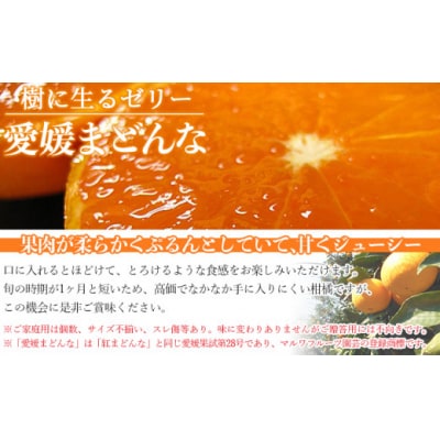 <愛媛県西予市産 愛媛まどんな ご家庭用 約2kg> 約7～15個入り 訳あり 柑橘 果物