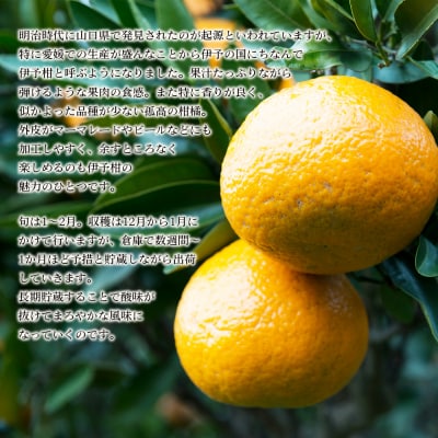 【先行受付】無茶々園の伊予柑　3kg　おいしい　えひめ　柑橘