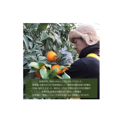 <愛媛県西予市産 はるみ ご家庭用 約4kg>約15～30個入り 訳あり 果物 くだもの フルーツ 