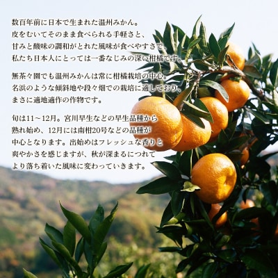 【先行受付】無茶々園の温州みかん　7kg