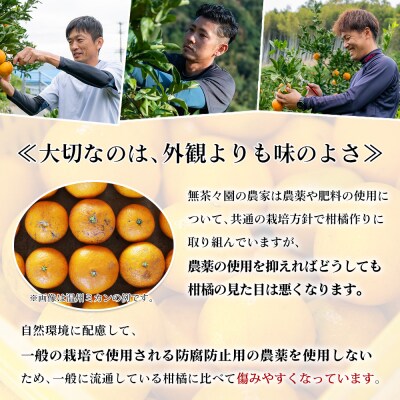 【先行予約】無茶々園の伊予柑　7kg