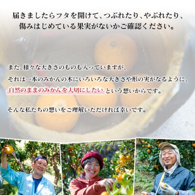 【先行予約】無茶々園の伊予柑　7kg